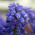 Grape Hyacinths - Muscari botryoides