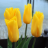 Tulip - Yellow beauty