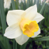Narcissus - daffodil - Image