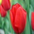 Tulip - Beauty in red