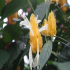 Flowers - Golden Candles (Pachystachys lutea)
