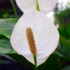 Arum Lily - All open