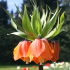 Flower - Fritillaria Imperialis - Rubra Maxima