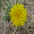 Bristly Oxtongue - Image