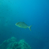 Amberjack - Balistes carolinensis - Browsing the reef