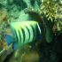 Sixbar angelfish - Pomacanthus sexstriatus