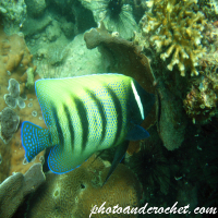 Sixbar angelfish - Image