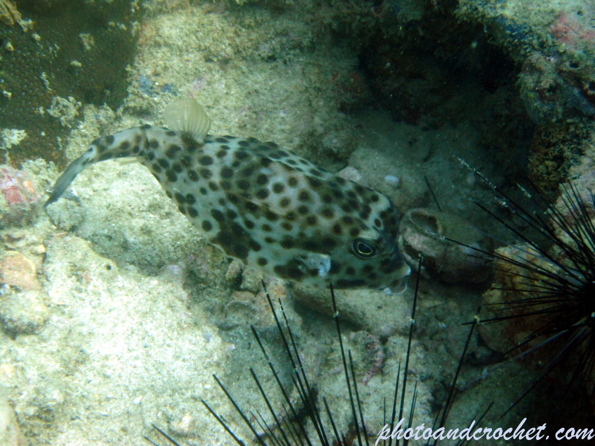 Shortnose Boxfish - Image