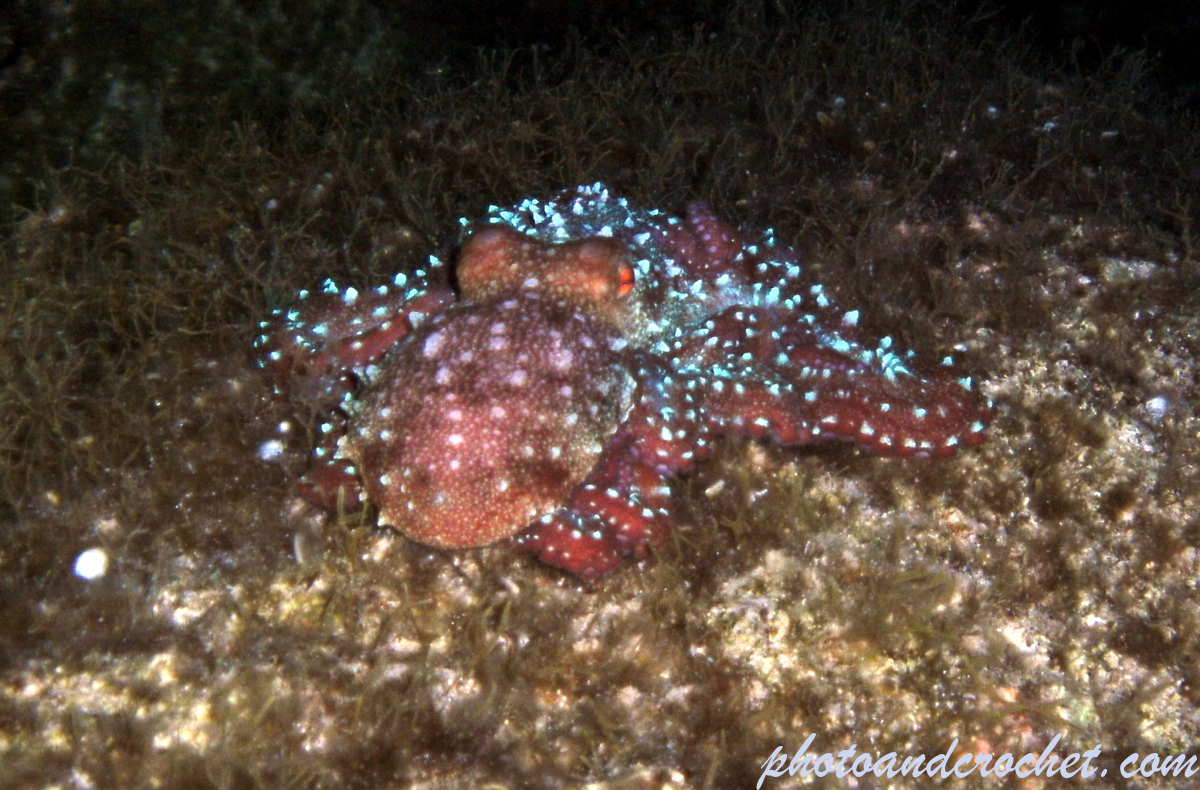 Octopus - Image