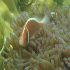 Clownfish - Amphiprion ocellaris - Holding still