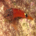 Black faced Blenny - Trypterigion tripteronotus - Coming close