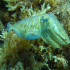 Cuttlefish - Looking pretty