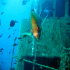 Black Seabream - Spondyliosoma cantharus - At the wreck Rozi