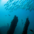 Striped Seabream - Lithognathus mormyrus - Over the wreck HMS Maori
