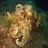 Cuttlefish - Sepia officinalis - Real Pose