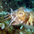 Cuttlefish - Sepia officinalis - Real Poser