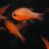 Cardinal fish - Apogon imberbis - Twins