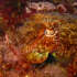 Cuttlefish - Big eye 2