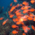 Cardinal fish - Apogon imberbis - Into the light