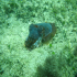 Cuttlefish - Image