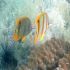 Copperband Butterflyfish - Chelmon rostratus - Twins