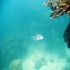 Shortnose Boxfish - Ostracion nasus - Browsing