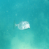 Shortnose Boxfish - Ostracion nasus