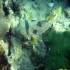 Black-Blotched Porcupinefish - Diodon liturosus