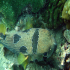 Black-Blotched Porcupinefish - Diodon liturosus - close