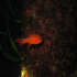 Cardinal fish - Image