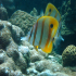 Copperband Butterflyfish - Chelmon rostratus - Nice couple
