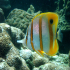 Copperband Butterflyfish - Chelmon rostratus - Coming close