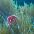 Clownfish - Amphiprion ocellaris