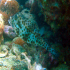 Shortnose Boxfish - Ostracion nasus - Under the rock