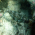 Shortnose Boxfish - Ostracion nasus - Watch the spines