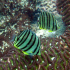 Eightband butterflyfish - Chaetodon octofasciatus - A couple
