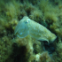 Cuttlefish - Browsing