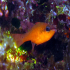 Cardinal fish - Apogon imberbis - In the hole