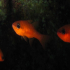 Cardinal fish - Apogon imberbis - Always in the dark