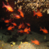 Cardinal fish - Apogon imberbis - All family