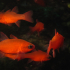 Cardinal fish - Apogon imberbis - Browsing