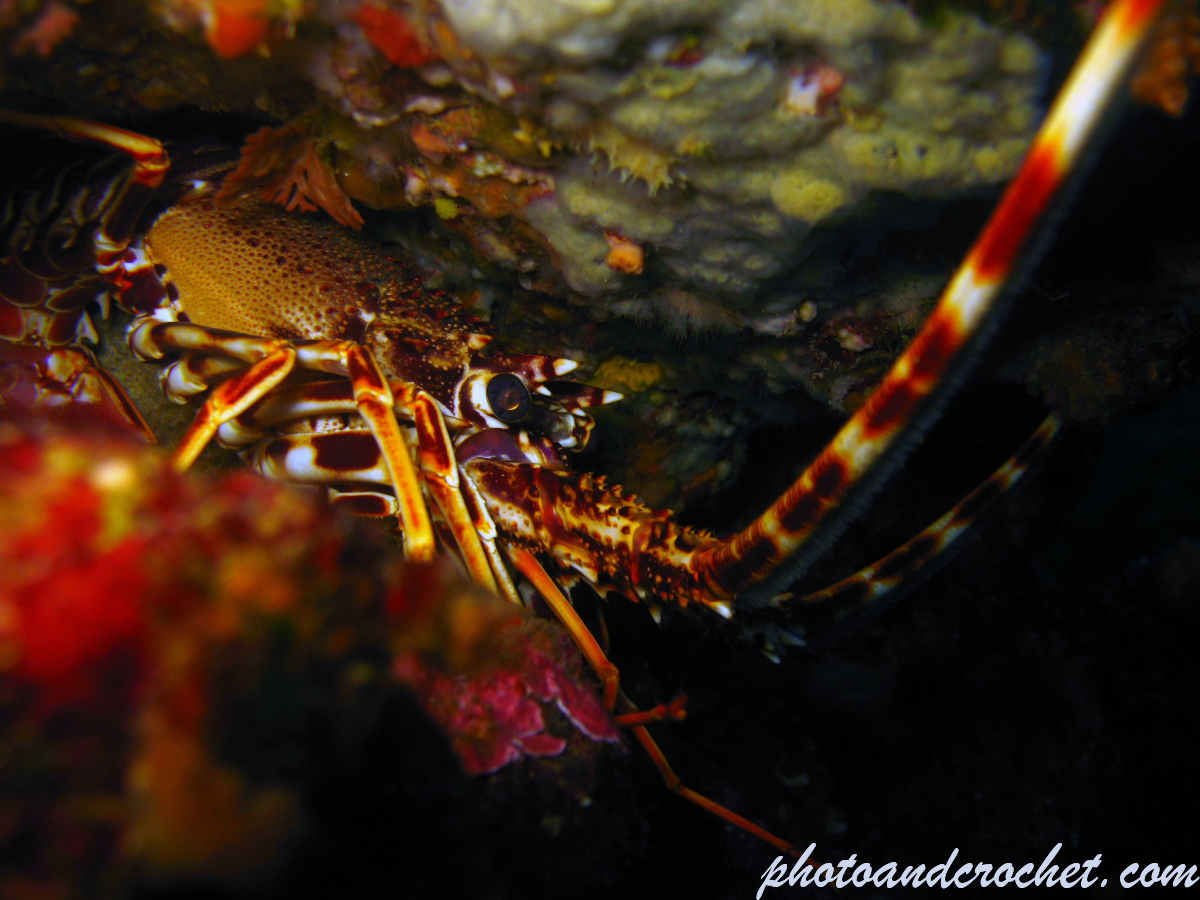 Spiny Lobster - Image