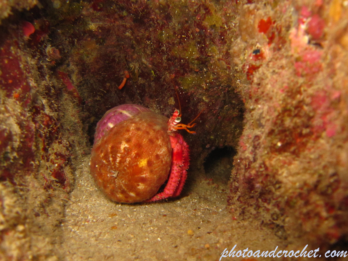 Hermit anemone - Image