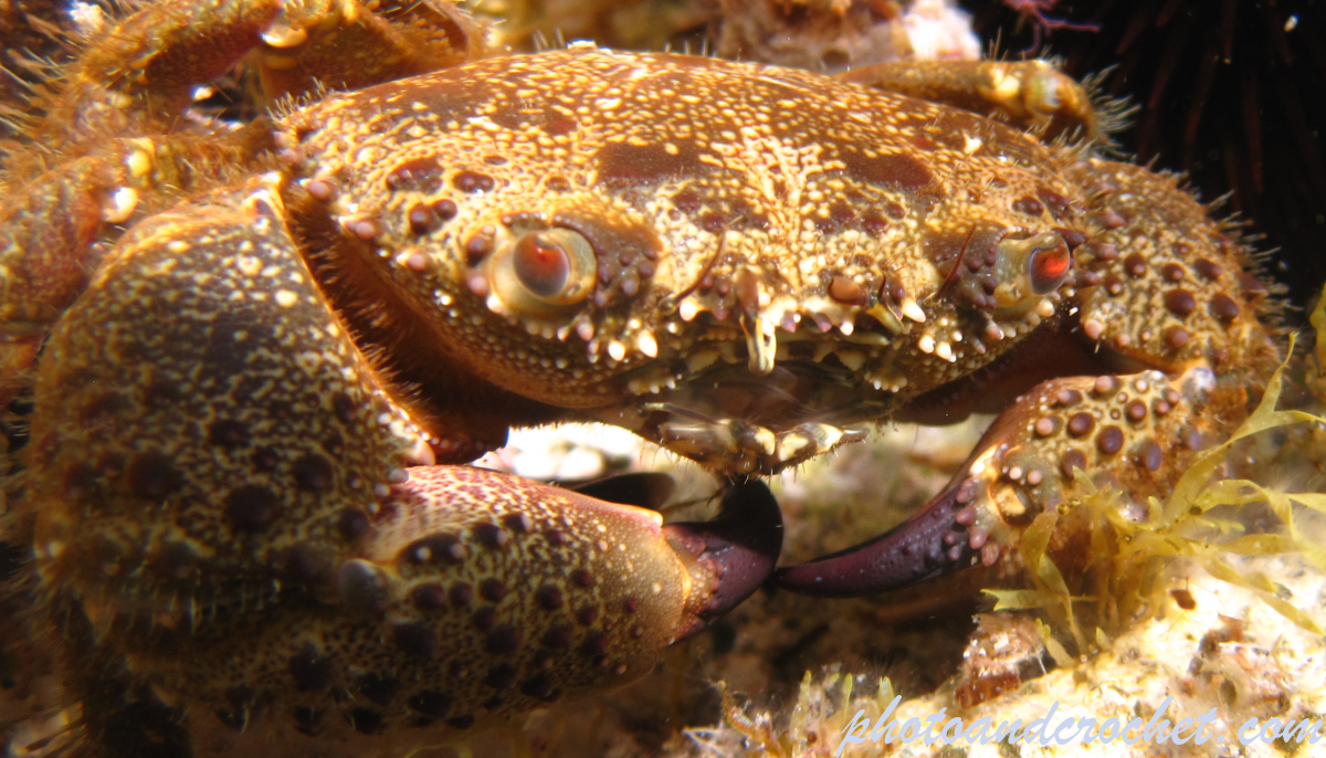 Warty crab - Image