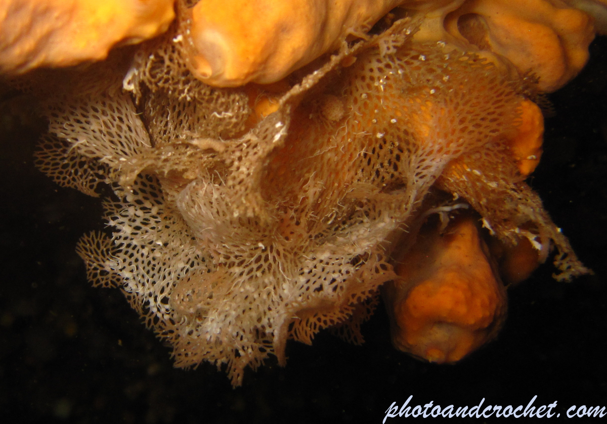 Sea lace bryozoan - Image