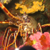 Spiny Lobster - Palinurus elephas - On the Lookout