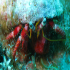 Hermit Crab - Dardanus arrosor - Eyes