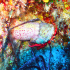 Hermit anemone - Calliactis parasitica - Showing off