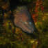 Moray Eel - Muraena helena - What are you looking at