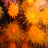 Coral - Astroides calycularis - Garden of Beauty